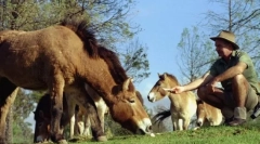 Коњски тајминг