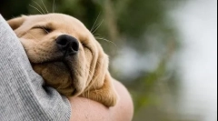 Припивам кученце на рака