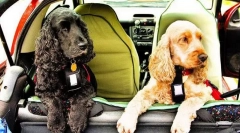 Пиење куче на автомобилот