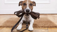 Настава на јака, поводник и муцка