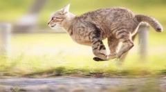 Колекција на мачка до прекар