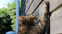 Учењето на мачката до kogttechka