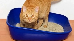 Учењето на мачката во тоалет