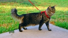 Навикнати мачка за одење на поводник