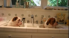 Кутре настава кутре