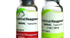 Мачка вакцинација за мачки - заштита на сакано милениче од опасна вирусна болест