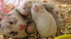 Знаци на бременост во хрчак, породување и грижа