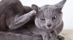 Знаци на болви во мачки, што изгледа и што да донесе