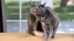 Знаци на болви од страна на мачката и како изгледаат