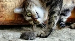 Знаци и раси на мачки мушници