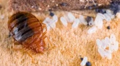 Знаци на присуство на грешки во станот