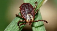 Знаци на залак и болести после тоа