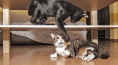 Проблематично однесување на мачките