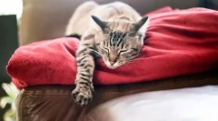 Проблеми со ноќниот кревет