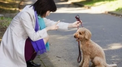 Проблеми со однесувањето на кучиња