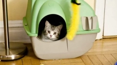 Мачката се распаѓа на местото