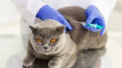 Превенција и вакцинација за мачката