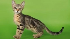 Потекло и приклучок