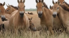 Коњско потекло