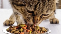 Индустриска храна