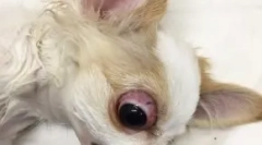 Поддршка на окото: какви кучиња паѓаат