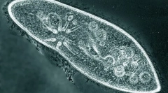 Наједноставен