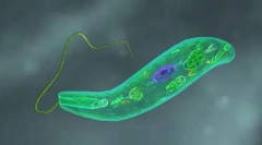 Протистологија