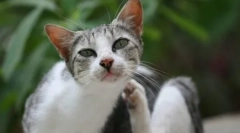 Антипаразитски лекови одексн