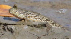 Скокач или култивиран