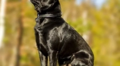 Пет-брабансон (фото): горди бебе со широк душа и разигран карактер