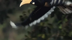 Носонска птица - фармер шума