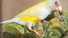 Амадини птици, опис, видови, нега и содржина