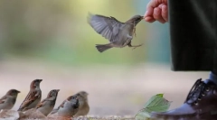 Птици и човечки