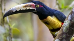 Птици-груби птици. Семејство на птици