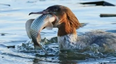 Птици со најнеромирани и фенси клунови