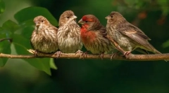 Птици. Градење и карактеристики