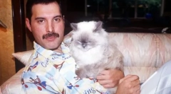 Меки музи: факти за мачки на познати личности