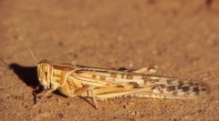 Напуштена скакулци