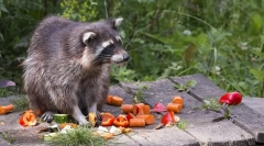 Лулка ракун во природата и дома