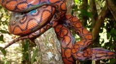 Пауза од виножито