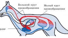 Циркулаторни нарушувања и лимфни жлезди