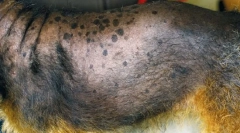 Нарушувања на надбубрежните жлезди