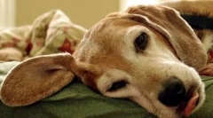 Нарушувања на парашитоидна жлезда