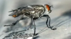 Растенија и народни лекови кои ги исплашат мувите