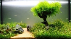 Растенија во аквариум: едноставни правила за отстранување и нега