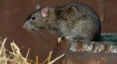 Димензии и тежина на диви и домашни стаорци