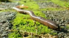 Репродукција на дождот и развојниот циклус