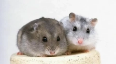 Grungrikov репродукција дома