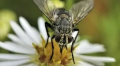 Репродукција и развој на муви