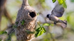 Репродукција и грижа за потомството во птици